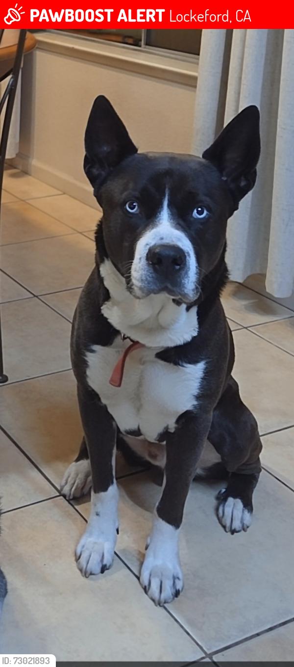 Lost Male Dog last seen Highway 88 and Locke Rd, Lockeford, CA 95237