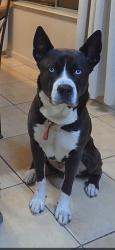 Lost Male Dog last seen Highway 88 and Locke Rd, Lockeford, CA 95237