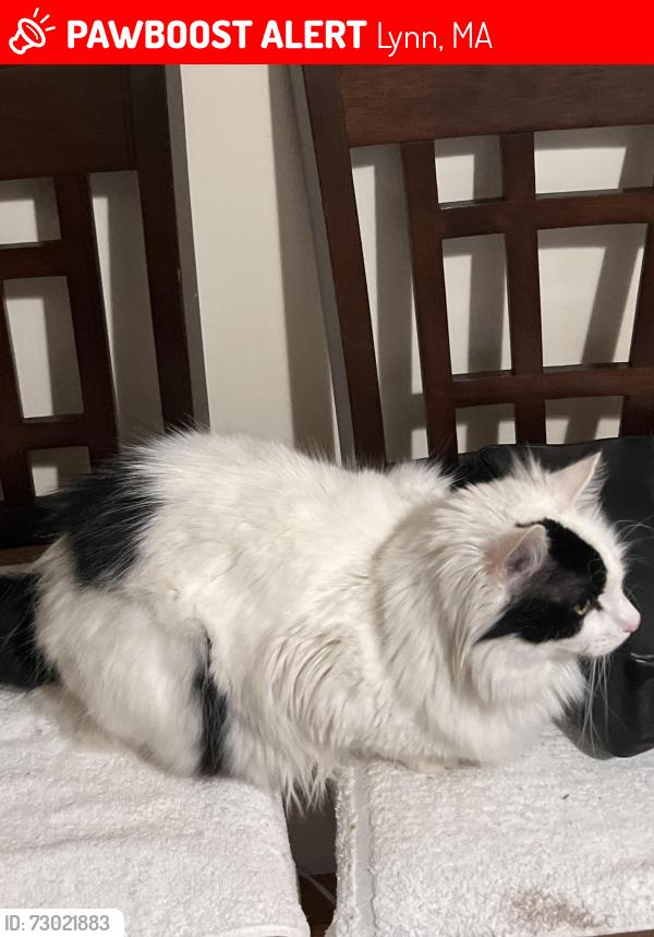 Lost Male Cat last seen Boston Street, near park street, Lynn, MA 01905
