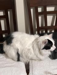Lost Male Cat last seen Boston Street, near park street, Lynn, MA 01905