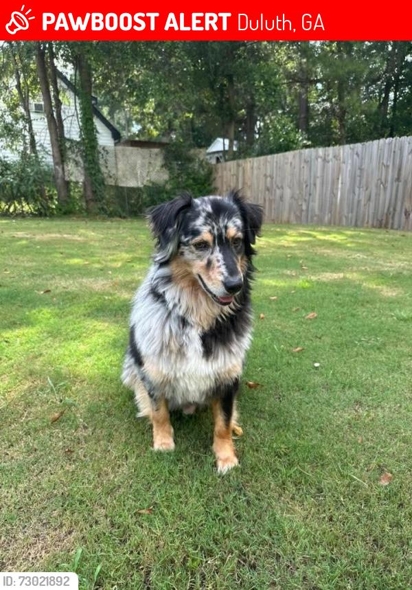 Lost Male Dog last seen Near Peachtree Industrial Blvd Ste 140, Duluth, GA 30097, Duluth, GA 30097