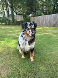 Lost Male Dog last seen Near Peachtree Industrial Blvd Ste 140, Duluth, GA 30097, Duluth, GA 30097