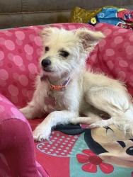 Reunited Female Dog last seen Urban walk , Phoenix, AZ 85016