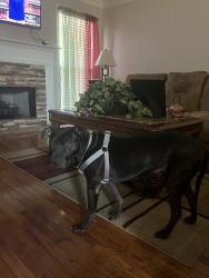 Reunited Male Dog last seen Blacks Bluff Rd, Rome, GA 30161