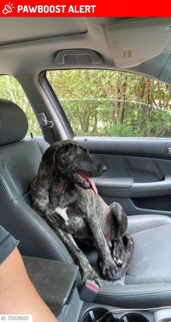 Lost Male Dog last seen Hwy 196, Lancashire, England PR4