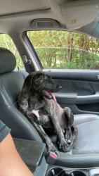 Lost Male Dog last seen Hwy 196, Lancashire, England PR4