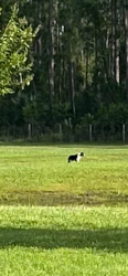Found/Stray Unknown Dog last seen CR 415 & Spring Forest Dr., Volusia County, FL 32128