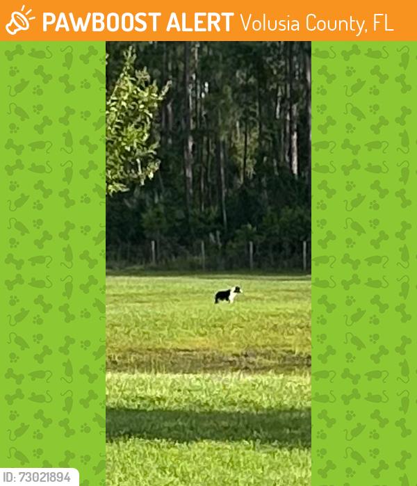 Found/Stray Unknown Dog last seen CR 415 & Spring Forest Dr., Volusia County, FL 32128