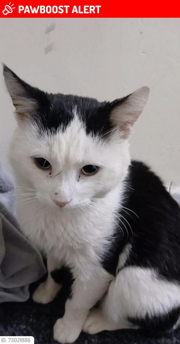 Lost Male Cat last seen Denaby main, conisbrough, Conisbrough, England DN12
