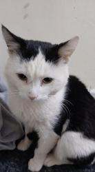 Lost Male Cat last seen Denaby main, conisbrough, Conisbrough, England DN12