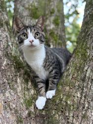 Lost Male Cat last seen Terrapin Hills, Fort Payne, AL 35967