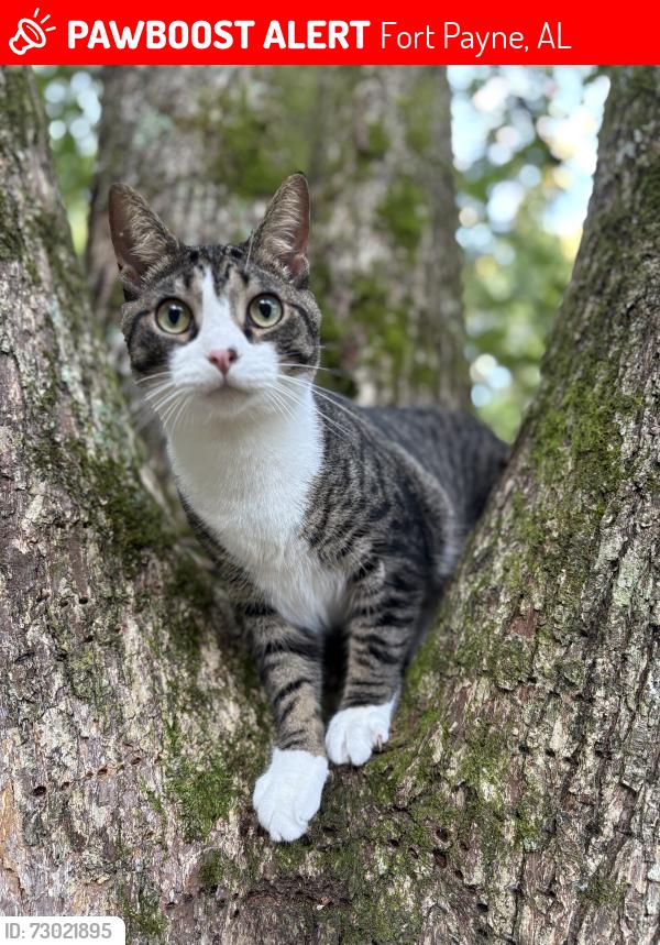Lost Male Cat last seen Terrapin Hills, Fort Payne, AL 35967
