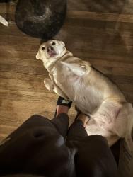 Lost Female Dog last seen Bennington Dr, Pasadena, TX 77503