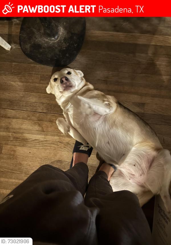 Lost Female Dog last seen Bennington Dr, Pasadena, TX 77503
