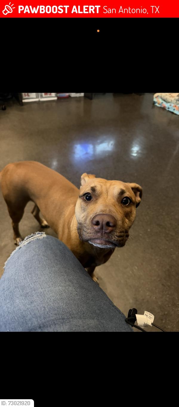 Lost Female Dog last seen Morning Glory, San Antonio, TX 78228