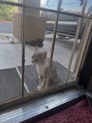 Found/Stray Male Cat last seen Nellis, Las Vegas, NV 89115