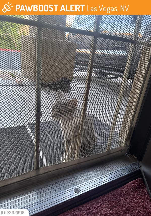 Found/Stray Male Cat last seen Nellis, Las Vegas, NV 89115