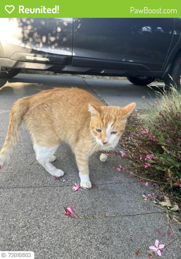Reunited Unknown Cat last seen Hemingway drive , Murray, UT 84121