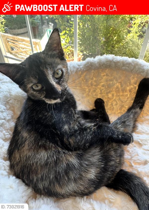 Lost Female Cat last seen Hollenbeck/Cypress, Covina, CA 91722