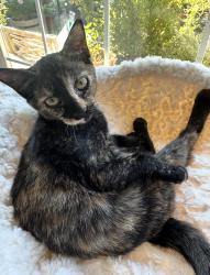 Lost Female Cat last seen Hollenbeck/Cypress, Covina, CA 91722