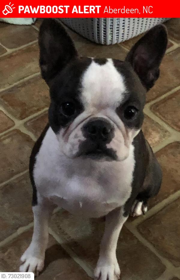 Lost Female Dog last seen Cullen, Garden, Mirmar and Lone Pine Roads, Aberdeen, NC 28315