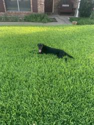 Reunited Male Dog last seen Near Boxwood Ct, Euless, TX 76039, USA, Euless, TX 76039