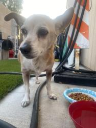 Reunited Unknown Dog last seen 19th ave & Thunderbird Rd. , Phoenix, AZ 85023