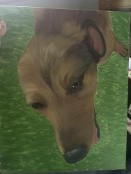 Lost Male Dog last seen CEFCO gas station next to Texaco gas station, Harker Heights, TX 76548