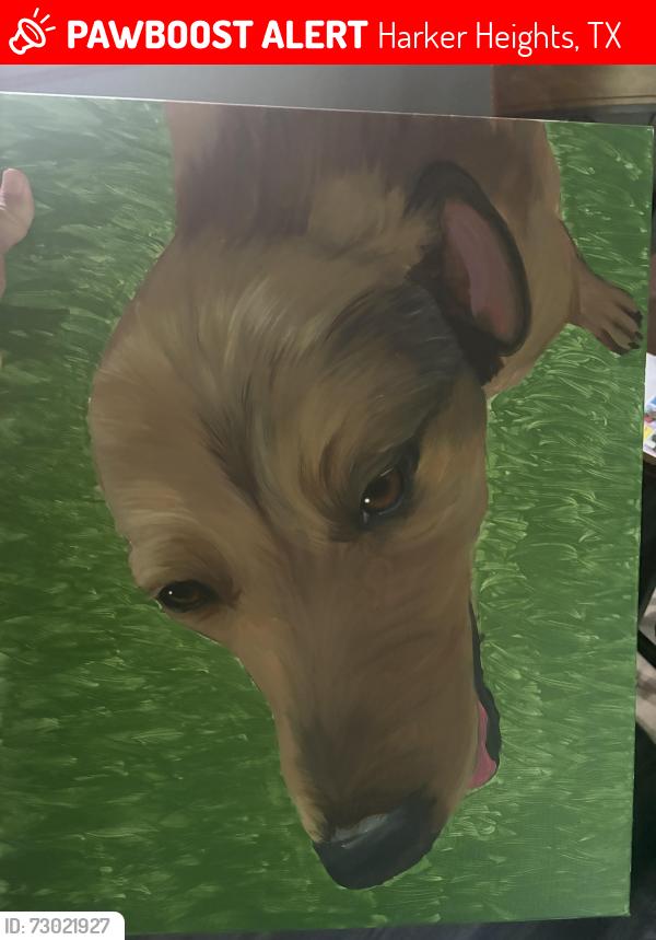 Lost Male Dog last seen CEFCO gas station next to Texaco gas station, Harker Heights, TX 76548