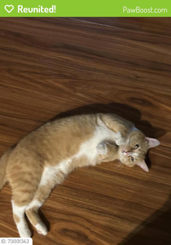 Reunited Female Cat last seen Leesville blvd, Backlick Rd, North Springfield, VA 22151