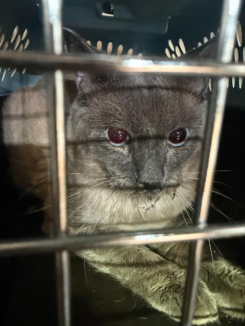 Shelter Stray Male Cat last seen ABBEY FALLS, 4710 TX-151, San Antonio, TX 78227, USA