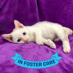 Shelter Stray Male Cat last seen Near BLOCK APALACHEE PKWY, TALLAHASSEE FL 32311, 1125 Easterwood Dr, Tallahassee, FL 32311, USA