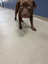 Shelter Stray Male Dog last seen Near BLOCK NW 60TH ST, 3599 NW 79th Ave, Doral, FL 33122, USA