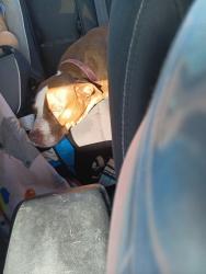 Reunited Female Dog last seen Last seen near Thomas Rd and 30th Ave heading north, Phoenix, AZ 85009