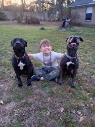 Reunited Female Dog last seen Old Pascagoula and Mcdonald Road, Cedar Grove, AL 36582