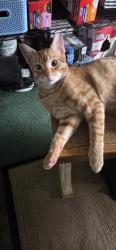 Reunited Male Cat last seen Waterstreet, Dillsburg, PA 17019