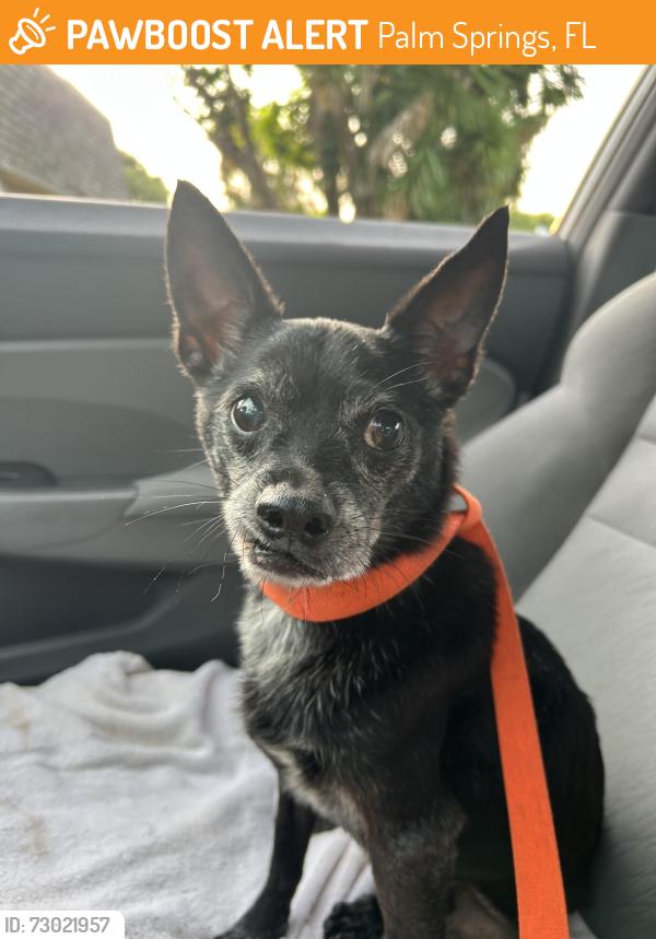 Found/Stray Male Dog last seen Palm Springs, Palm Springs, FL 33461