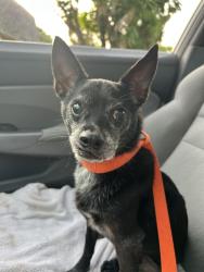 Found/Stray Male Dog last seen Palm Springs, Palm Springs, FL 33461