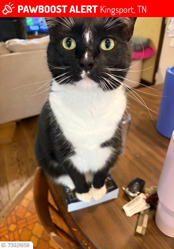 Lost Male Cat last seen Reservoir Rd / Glen Alpine Rd, Kingsport, TN 37660