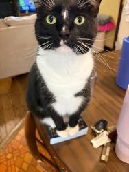 Lost Male Cat last seen Reservoir Rd / Glen Alpine Rd, Kingsport, TN 37660