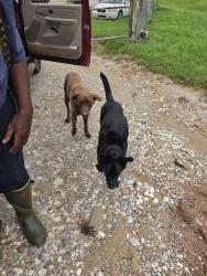 Found/Stray Male Dog last seen Mims, Auburn, AL 36830