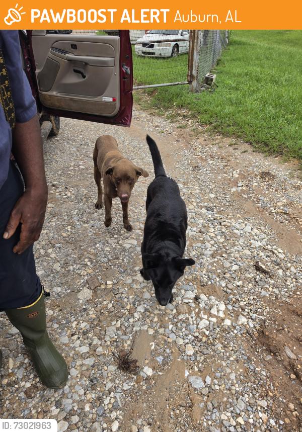 Found/Stray Male Dog last seen Mims, Auburn, AL 36830