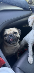 Reunited Male Dog last seen s renoak st and broadway, Anaheim, CA 92804