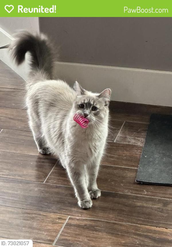 Reunited Female Cat last seen Near west & Herriman Main St., Herriman, UT 84096