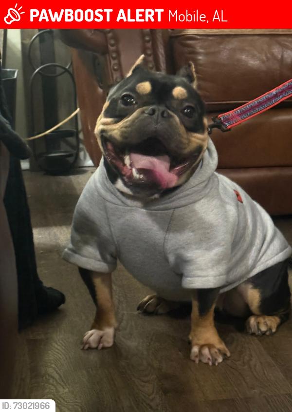Lost Female Dog last seen Navco and pinecliff, Mobile, AL 36693