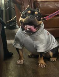 Lost Female Dog last seen Navco and pinecliff, Mobile, AL 36693