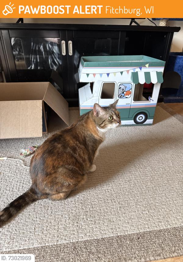 Found/Stray Female Cat last seen My apmt, Fitchburg, WI 53711