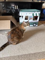 Found/Stray Female Cat last seen My apmt, Fitchburg, WI 53711