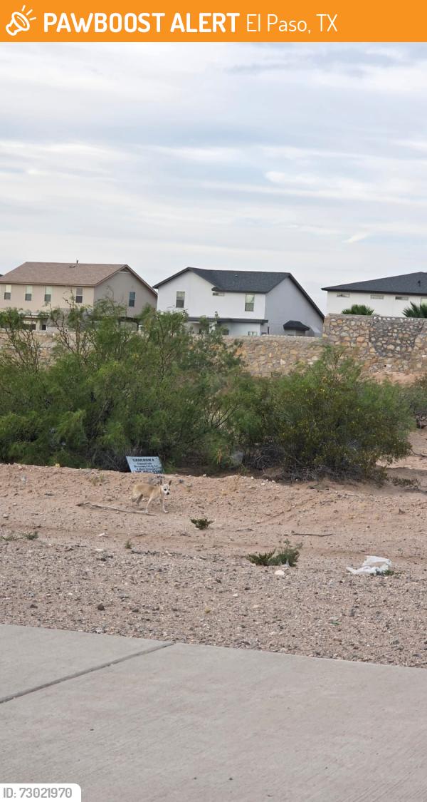 Found/Stray Female Dog last seen Vista del sol between loop 375 and Tierra este, El Paso, TX 79936