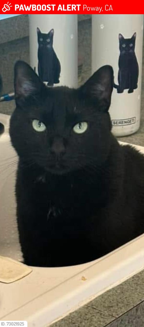 Lost Male Cat last seen Ann O Reno - Behind Car Dealerships on Poway Road , Poway, CA 92064